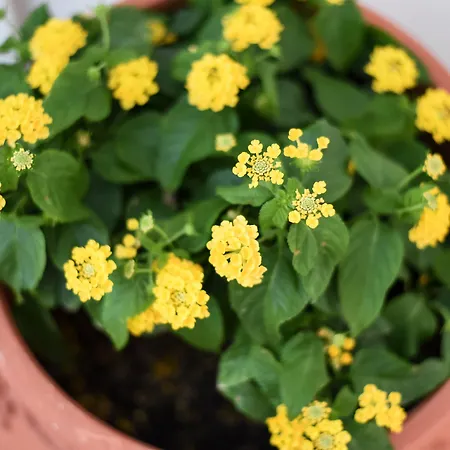 Apartament Blue Fish